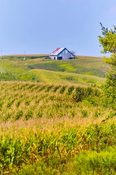 Campo de cultivo de linhas de campo de milho e celeiro velho — Fotografia de Stock