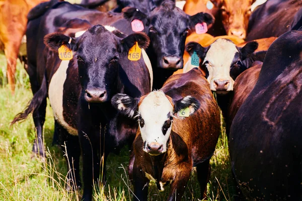 Zavřít krávy s visačkami na farmě — Stock fotografie