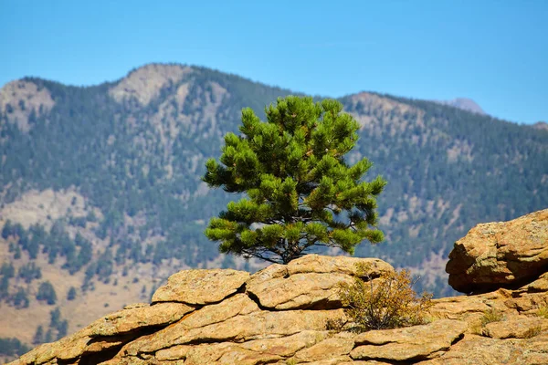 Samotna sosna na szczycie pustynnych głazów skalnych z górami w tle — Zdjęcie stockowe