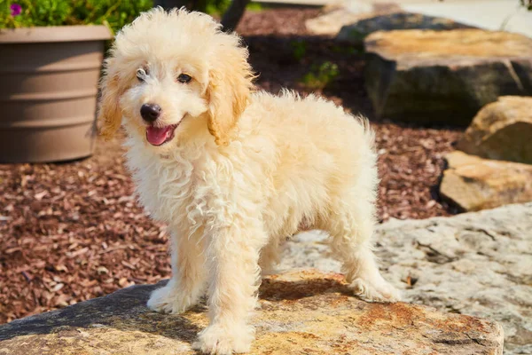 Golden Retriever em pé sobre pedra de paisagismo — Fotografia de Stock