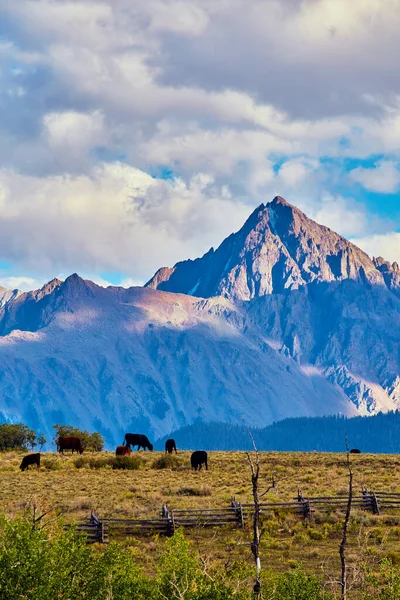 Vaca oída en campo y cerca contra gran pico rocoso de la montaña en el fondo —  Fotos de Stock