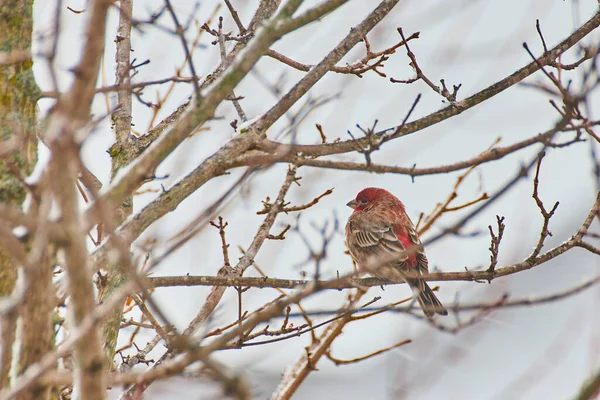 Red bird resting on branch of winter tree with light snow