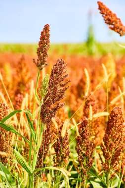 Millet ve sorgum akıllı çiftçi tahılı dikey