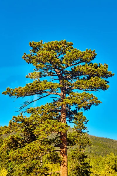 Függőleges részlet a nagy sivatagi fa ellen kék ég — Stock Fotó