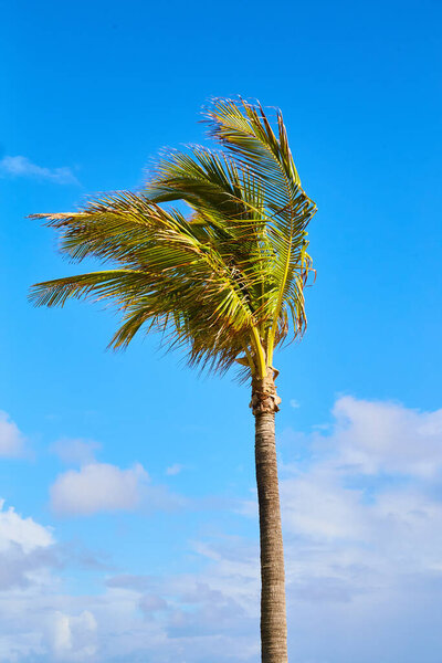 Только вертикаль пальмы против голубого неба