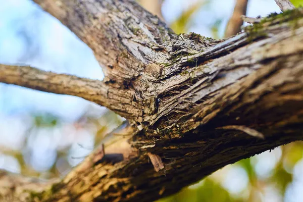 Detalhe da textura da casca do galho da árvore — Fotografia de Stock