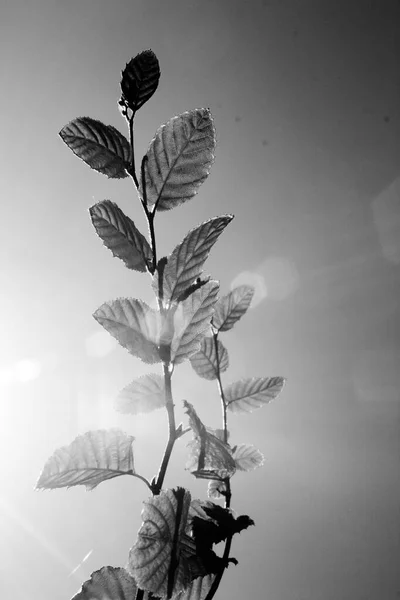 Tiro preto e branco de um ramo com folhas contra ele céu com uma chama de lente — Fotografia de Stock