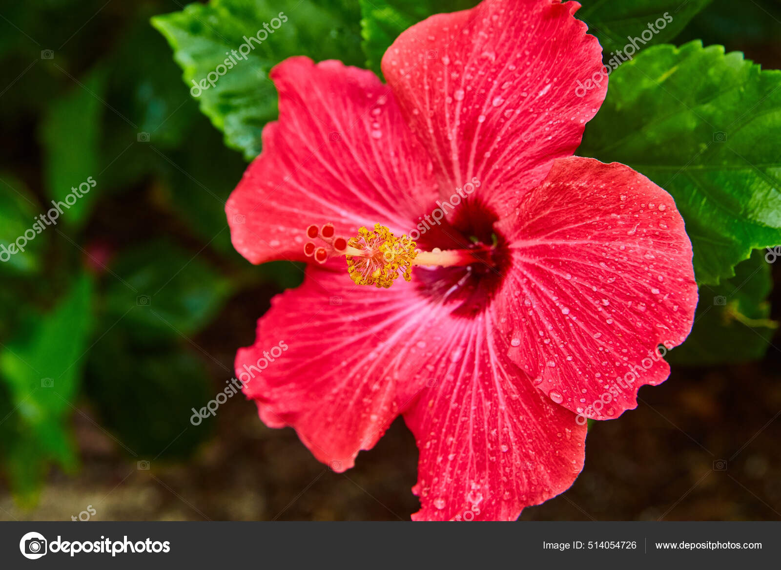 Close up de flor rosa tropical colorido com amarelo fotos, imagens de ©  njproductions #514054726