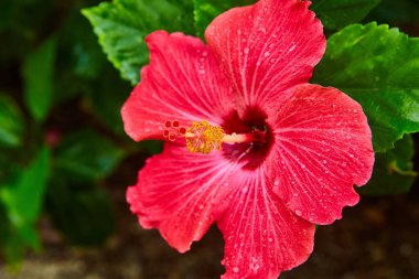 Renkli tropikal pembe çiçeğe yakın sarı