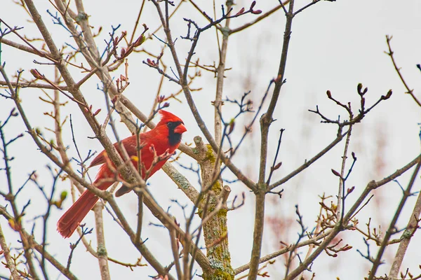 Kardinaali punainen lintu lepää puussa pieni kevät silmut — kuvapankkivalokuva
