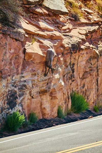 砂漠の岩の垂直壁を登るヤギと道路 — ストック写真