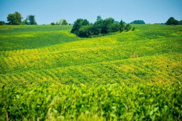 Öppet gård fält av gult och grönt — Stockfoto