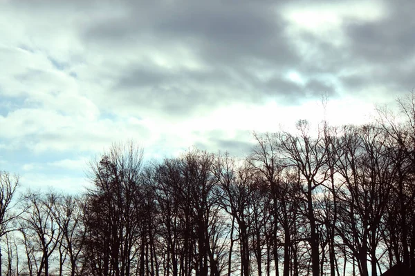 Zimowe drzewa przeciw chmurnemu niebu — Zdjęcie stockowe