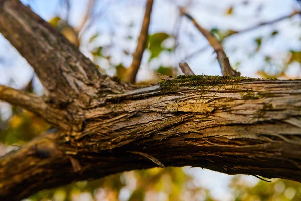 Detalhe macro de tronco de árvore de queda e latido com brilho dourado do sol — Fotografia de Stock