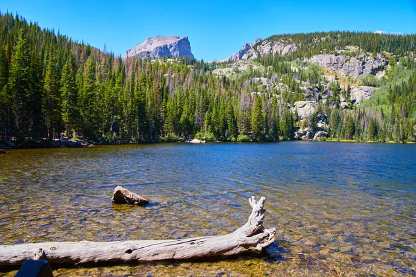 Accedi lago e pineta con montagne — Foto Stock