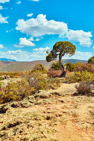 Кредитное дерево в пустыне со скалами и горами — стоковое фото