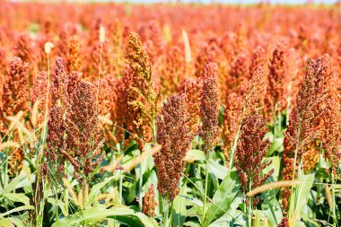 Millet ve sorgum akıllı çiftçi tahılı