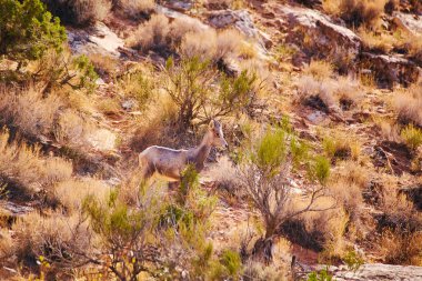 Çölde keçi otların arasında yürüyor.
