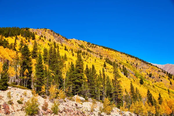 Gouden gele espen bomen in de herfst bedekken bergketen — Stockfoto