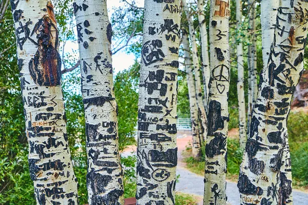 Detalles de la corteza del árbol de Aspen en bosque fuera del sendero —  Fotos de Stock