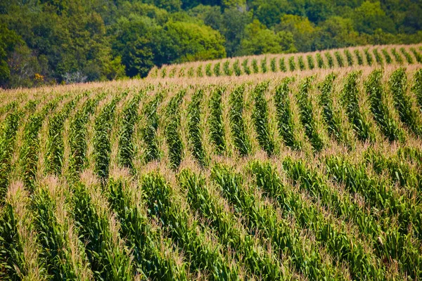 Fileiras de cultivo de campos de milho sobre colinas — Fotografia de Stock