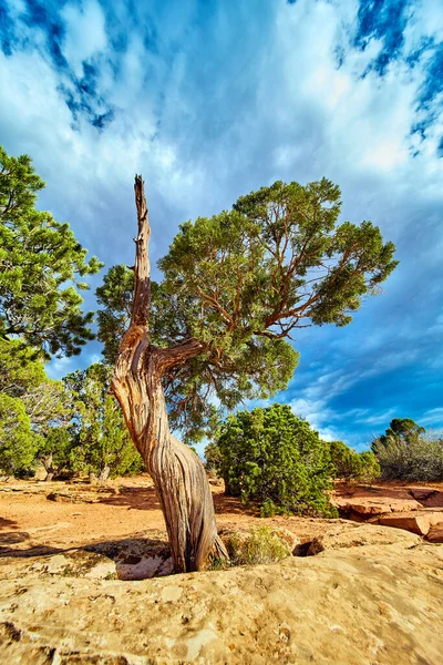 Дерево пустыни близко в скале с голубым небом, полным облаков — стоковое фото