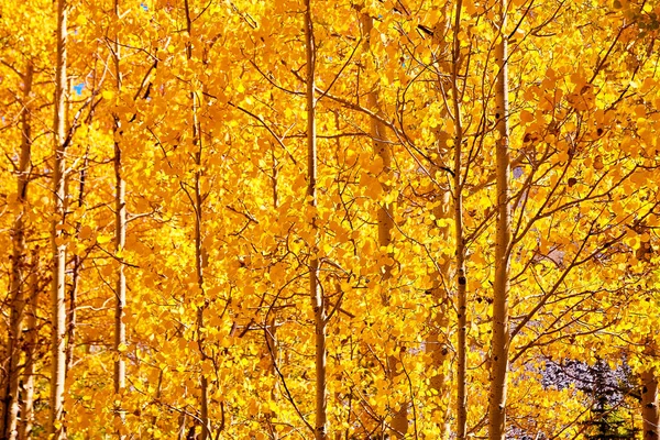 Parede de álamo amarelo dourado árvores na temporada de outono — Fotografia de Stock