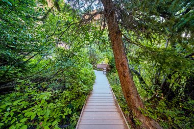 Yoğun ormanlar ve aşırı büyüyen ağaçlar arasında sahil yolu var.