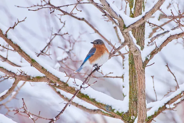 雪に覆われた木の枝に鳥が休んでいる — ストック写真