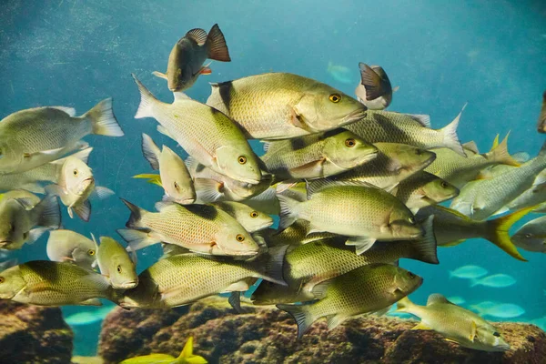 Grupo de peces verdes y amarillos nadando en el agua — Foto de Stock
