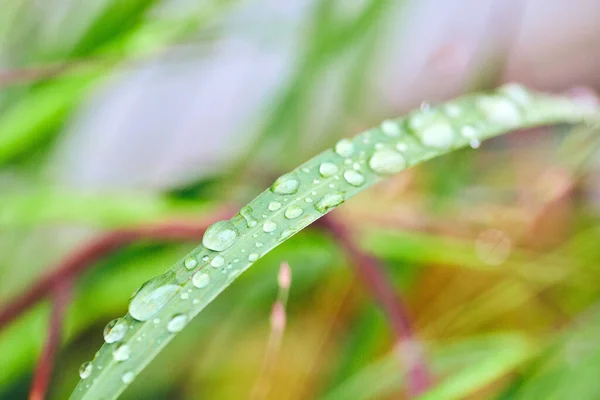 Gräs belagd med små droppar vatten — Stockfoto