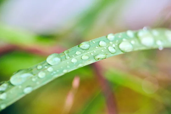 Macro shot di gocce d'acqua sull'erba — Foto Stock