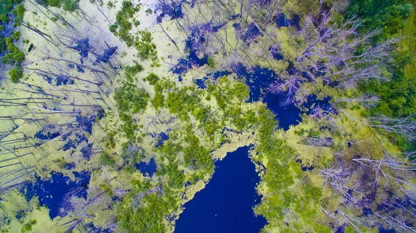 Vogelperspektive auf einen Sumpf oder Sumpf, umgeben von dünnen weißen Bäumen mit einigen grünen Gräsern und blauen Teichen — Stockfoto