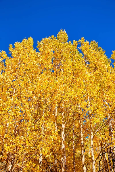 황갈색 아스 펜 나무가 무리지어 있는 가을 철 — 스톡 사진