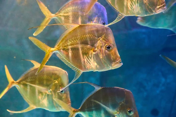 Primer plano de peces de color amarillo dorado nadando — Foto de Stock