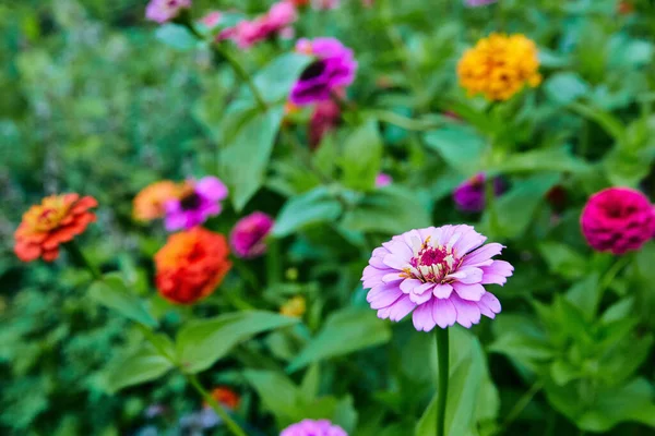 Variedade colorida de flores no campo com roxo, amarelo e vermelho — Fotografia de Stock