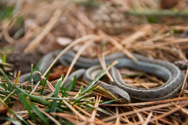 Piccolo serpente giarrettiera verde arrotolato in erba marrone e verde — Foto Stock