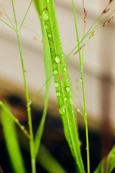 Recolección de rocío en planta de hierba —  Fotos de Stock