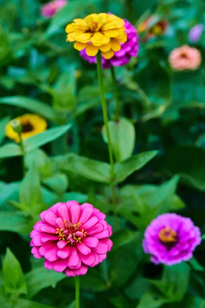 Detalhe de flores roxas, amarelas e rosa no campo — Fotografia de Stock