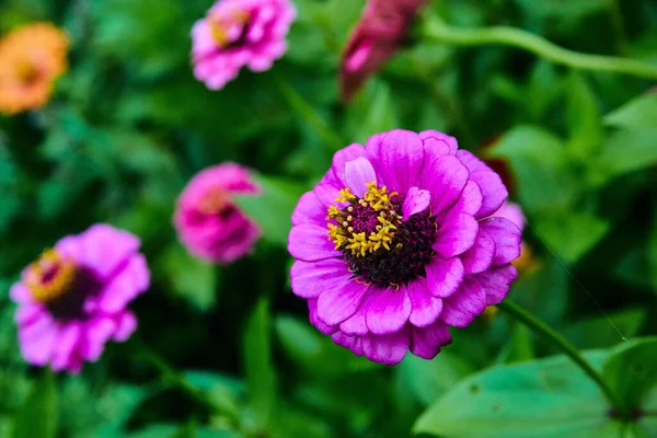 Macro de flor roxa com flores coloridas no fundo — Fotografia de Stock