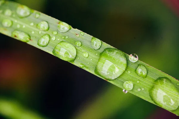 Gocce d'acqua sulla macro foglia — Foto Stock