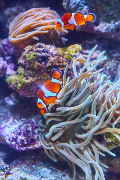 Clownfish oranje en wit gestripte vissen in aquarium — Stockfoto