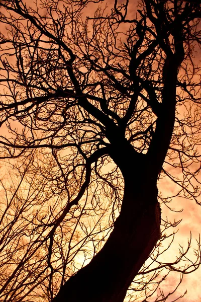 Wysokie drzewo liściaste zarysowane na pomarańczowym niebie — Zdjęcie stockowe