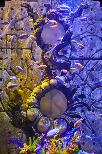 Detail van het aquarium met gele en paarse vissen — Stockfoto