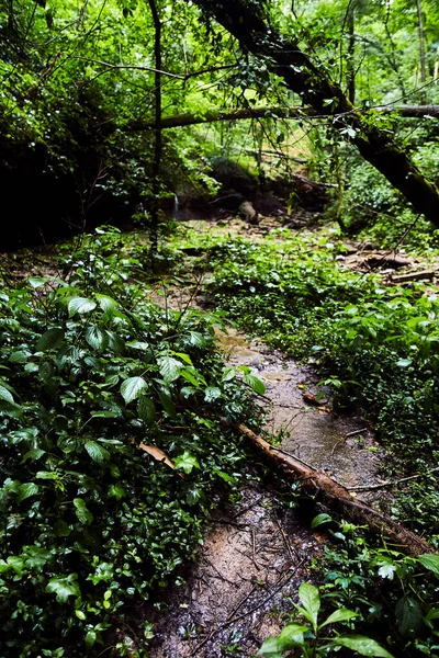 Metsä pieni lika polku läpi rehevän vihreä metsä kasveja — kuvapankkivalokuva