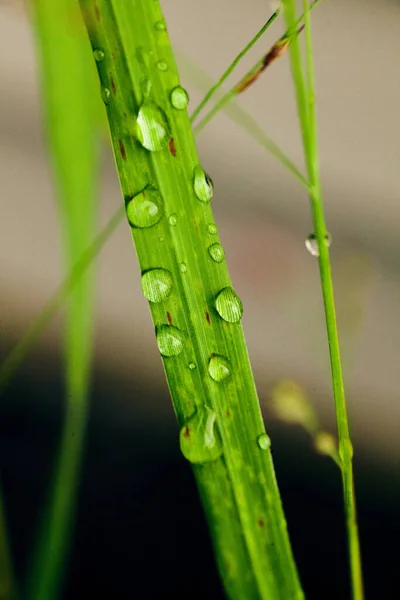 Gräs växt med små droppar daggvatten — Stockfoto