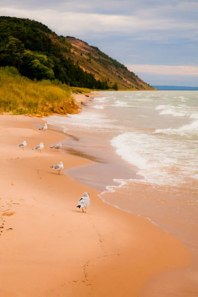 Белые чайки линии береговой линии песчаного пляжа и смотреть на волны с горы на заднем плане — стоковое фото