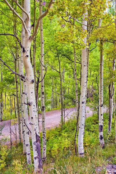 Sonbahara yakın kavak ağacı gövdesiyle ormanda basit bir yürüyüş yolu. — Stok fotoğraf