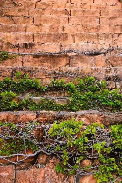 Детали ступеней из красного камня, покрытых виноградной лозой — стоковое фото