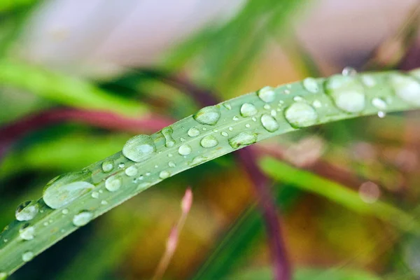 Macro dettagli di gocce d'acqua su erba — Foto Stock